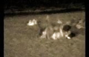 सेक्स पोर्न रसदार और घर का बना सेक्स  ब्लू फिल्म डाउनलोड वीडियो