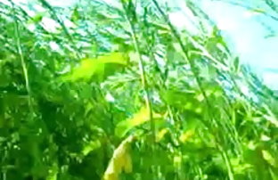 सेक्स पोर्न एकांत में सेक्स में युवा लोग ।  सेक्सी वीडियो गुजराती